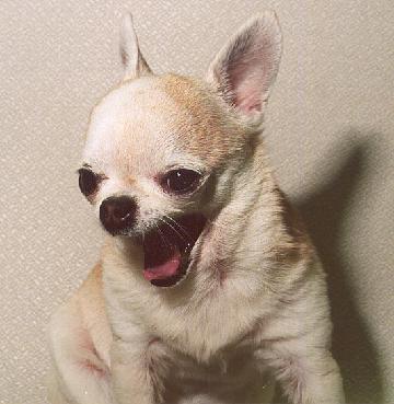 Chihuahua Tenor