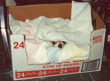 Gorby In hiding